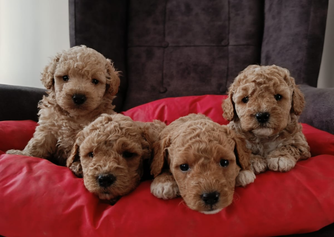 Toy  poodle yavruları